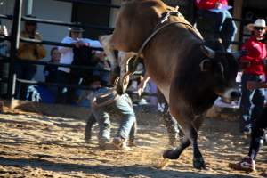 Bucking Bulls Australia Event - Bucking Bulls Australia event, run by Yass Rodeo. Activities such as Bull Riding and Trick Horse Riding occurred during this event. - Captured at Yass Show Society - Rodeo Arena, Yass NSW Australia.