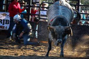 Bucking Bulls Australia Event - Bucking Bulls Australia event, run by Yass Rodeo. Activities such as Bull Riding and Trick Horse Riding occurred during this event. - Captured at Yass Show Society - Rodeo Arena, Yass NSW Australia.