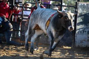 Bucking Bulls Australia Event - Bucking Bulls Australia event, run by Yass Rodeo. Activities such as Bull Riding and Trick Horse Riding occurred during this event. - Captured at Yass Show Society - Rodeo Arena, Yass NSW Australia.
