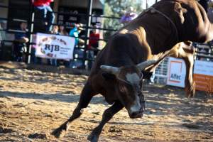 Bucking Bulls Australia Event - Bucking Bulls Australia event, run by Yass Rodeo. Activities such as Bull Riding and Trick Horse Riding occurred during this event. - Captured at Yass Show Society - Rodeo Arena, Yass NSW Australia.