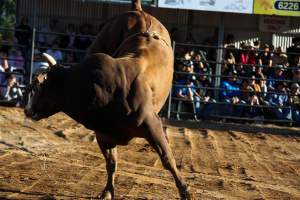 Bucking Bulls Australia Event - Bucking Bulls Australia event, run by Yass Rodeo. Activities such as Bull Riding and Trick Horse Riding occurred during this event. - Captured at Yass Show Society - Rodeo Arena, Yass NSW Australia.
