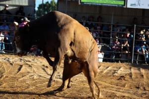 Bucking Bulls Australia Event - Bucking Bulls Australia event, run by Yass Rodeo. Activities such as Bull Riding and Trick Horse Riding occurred during this event. - Captured at Yass Show Society - Rodeo Arena, Yass NSW Australia.