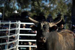 Bucking Bulls Australia Event - Bucking Bulls Australia event, run by Yass Rodeo. Activities such as Bull Riding and Trick Horse Riding occurred during this event. - Captured at Yass Show Society - Rodeo Arena, Yass NSW Australia.