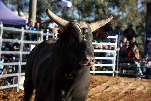 Bucking Bulls Australia Event - Bucking Bulls Australia event, run by Yass Rodeo. Activities such as Bull Riding and Trick Horse Riding occurred during this event. - Captured at Yass Show Society - Rodeo Arena, Yass NSW Australia.