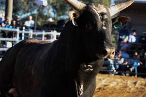 Bucking Bulls Australia Event - Bucking Bulls Australia event, run by Yass Rodeo. Activities such as Bull Riding and Trick Horse Riding occurred during this event. - Captured at Yass Show Society - Rodeo Arena, Yass NSW Australia.