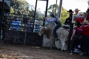 Bucking Bulls Australia Event - Bucking Bulls Australia event, run by Yass Rodeo. Activities such as Bull Riding and Trick Horse Riding occurred during this event. - Captured at Yass Show Society - Rodeo Arena, Yass NSW Australia.