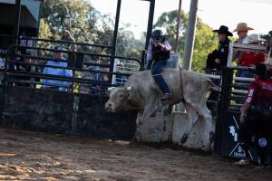 Bucking Bulls Australia Event - Bucking Bulls Australia event, run by Yass Rodeo. Activities such as Bull Riding and Trick Horse Riding occurred during this event. - Captured at Yass Show Society - Rodeo Arena, Yass NSW Australia.