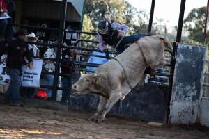 Bucking Bulls Australia Event - Bucking Bulls Australia event, run by Yass Rodeo. Activities such as Bull Riding and Trick Horse Riding occurred during this event. - Captured at Yass Show Society - Rodeo Arena, Yass NSW Australia.