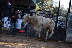Bucking Bulls Australia Event - Bucking Bulls Australia event, run by Yass Rodeo. Activities such as Bull Riding and Trick Horse Riding occurred during this event. - Captured at Yass Show Society - Rodeo Arena, Yass NSW Australia.