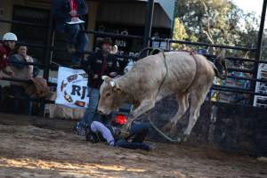 Bucking Bulls Australia Event - Bucking Bulls Australia event, run by Yass Rodeo. Activities such as Bull Riding and Trick Horse Riding occurred during this event. - Captured at Yass Show Society - Rodeo Arena, Yass NSW Australia.