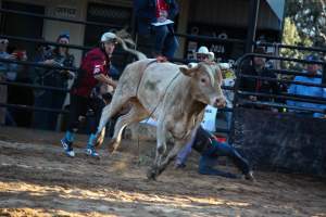 Bucking Bulls Australia Event - Bucking Bulls Australia event, run by Yass Rodeo. Activities such as Bull Riding and Trick Horse Riding occurred during this event. - Captured at Yass Show Society - Rodeo Arena, Yass NSW Australia.