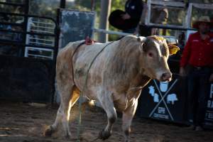 Bucking Bulls Australia Event - Bucking Bulls Australia event, run by Yass Rodeo. Activities such as Bull Riding and Trick Horse Riding occurred during this event. - Captured at Yass Show Society - Rodeo Arena, Yass NSW Australia.