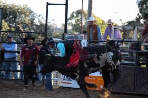 Bucking Bulls Australia Event - Bucking Bulls Australia event, run by Yass Rodeo. Activities such as Bull Riding and Trick Horse Riding occurred during this event. - Captured at Yass Show Society - Rodeo Arena, Yass NSW Australia.