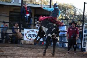 Bucking Bulls Australia Event - Bucking Bulls Australia event, run by Yass Rodeo. Activities such as Bull Riding and Trick Horse Riding occurred during this event. - Captured at Yass Show Society - Rodeo Arena, Yass NSW Australia.