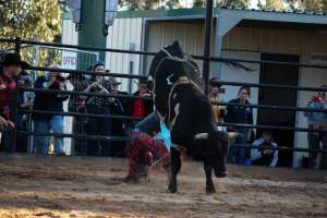 Bucking Bulls Australia Event - Bucking Bulls Australia event, run by Yass Rodeo. Activities such as Bull Riding and Trick Horse Riding occurred during this event. - Captured at Yass Show Society - Rodeo Arena, Yass NSW Australia.