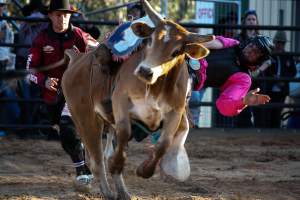 Bucking Bulls Australia Event - Bucking Bulls Australia event, run by Yass Rodeo. Activities such as Bull Riding and Trick Horse Riding occurred during this event. - Captured at Yass Show Society - Rodeo Arena, Yass NSW Australia.