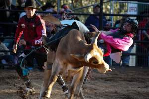 Bucking Bulls Australia Event - Bucking Bulls Australia event, run by Yass Rodeo. Activities such as Bull Riding and Trick Horse Riding occurred during this event. - Captured at Yass Show Society - Rodeo Arena, Yass NSW Australia.