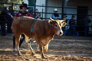 Bucking Bulls Australia Event - Bucking Bulls Australia event, run by Yass Rodeo. Activities such as Bull Riding and Trick Horse Riding occurred during this event. - Captured at Yass Show Society - Rodeo Arena, Yass NSW Australia.