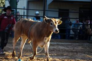Bucking Bulls Australia Event - Bucking Bulls Australia event, run by Yass Rodeo. Activities such as Bull Riding and Trick Horse Riding occurred during this event. - Captured at Yass Show Society - Rodeo Arena, Yass NSW Australia.