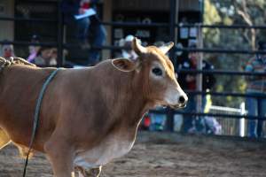 Bucking Bulls Australia Event - Bucking Bulls Australia event, run by Yass Rodeo. Activities such as Bull Riding and Trick Horse Riding occurred during this event. - Captured at Yass Show Society - Rodeo Arena, Yass NSW Australia.