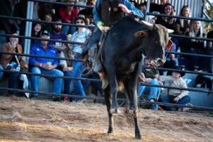 Bucking Bulls Australia Event - Bucking Bulls Australia event, run by Yass Rodeo. Activities such as Bull Riding and Trick Horse Riding occurred during this event. - Captured at Yass Show Society - Rodeo Arena, Yass NSW Australia.