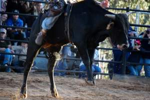 Bucking Bulls Australia Event - Bucking Bulls Australia event, run by Yass Rodeo. Activities such as Bull Riding and Trick Horse Riding occurred during this event. - Captured at Yass Show Society - Rodeo Arena, Yass NSW Australia.