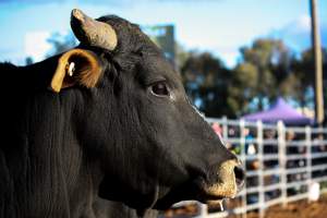 Bucking Bulls Australia Event - Bucking Bulls Australia event, run by Yass Rodeo. Activities such as Bull Riding and Trick Horse Riding occurred during this event. - Captured at Yass Show Society - Rodeo Arena, Yass NSW Australia.