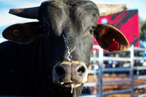 Bucking Bulls Australia Event - Bucking Bulls Australia event, run by Yass Rodeo. Activities such as Bull Riding and Trick Horse Riding occurred during this event. - Captured at Yass Show Society - Rodeo Arena, Yass NSW Australia.