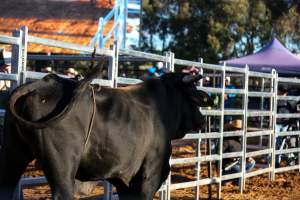 Bucking Bulls Australia Event - Bucking Bulls Australia event, run by Yass Rodeo. Activities such as Bull Riding and Trick Horse Riding occurred during this event. - Captured at Yass Show Society - Rodeo Arena, Yass NSW Australia.