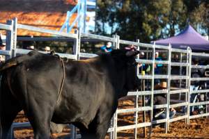 Bucking Bulls Australia Event - Bucking Bulls Australia event, run by Yass Rodeo. Activities such as Bull Riding and Trick Horse Riding occurred during this event. - Captured at Yass Show Society - Rodeo Arena, Yass NSW Australia.