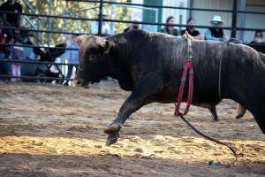 Bucking Bulls Australia Event - Bucking Bulls Australia event, run by Yass Rodeo. Activities such as Bull Riding and Trick Horse Riding occurred during this event. - Captured at Yass Show Society - Rodeo Arena, Yass NSW Australia.