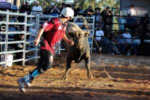 Bucking Bulls Australia Event - Bucking Bulls Australia event, run by Yass Rodeo. Activities such as Bull Riding and Trick Horse Riding occurred during this event. - Captured at Yass Show Society - Rodeo Arena, Yass NSW Australia.