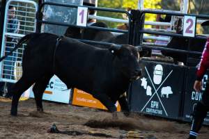 Bucking Bulls Australia Event - Bucking Bulls Australia event, run by Yass Rodeo. Activities such as Bull Riding and Trick Horse Riding occurred during this event. - Captured at Yass Show Society - Rodeo Arena, Yass NSW Australia.