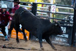 Bucking Bulls Australia Event - Bucking Bulls Australia event, run by Yass Rodeo. Activities such as Bull Riding and Trick Horse Riding occurred during this event. - Captured at Yass Show Society - Rodeo Arena, Yass NSW Australia.