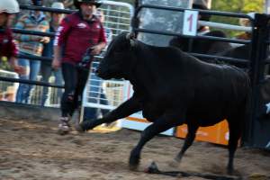Bucking Bulls Australia Event - Bucking Bulls Australia event, run by Yass Rodeo. Activities such as Bull Riding and Trick Horse Riding occurred during this event. - Captured at Yass Show Society - Rodeo Arena, Yass NSW Australia.
