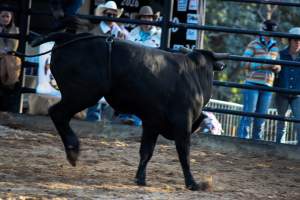 Bucking Bulls Australia Event - Bucking Bulls Australia event, run by Yass Rodeo. Activities such as Bull Riding and Trick Horse Riding occurred during this event. - Captured at Yass Show Society - Rodeo Arena, Yass NSW Australia.