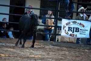 Bucking Bulls Australia Event - Bucking Bulls Australia event, run by Yass Rodeo. Activities such as Bull Riding and Trick Horse Riding occurred during this event. - Captured at Yass Show Society - Rodeo Arena, Yass NSW Australia.