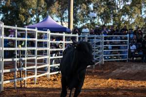 Bucking Bulls Australia Event - Bucking Bulls Australia event, run by Yass Rodeo. Activities such as Bull Riding and Trick Horse Riding occurred during this event. - Captured at Yass Show Society - Rodeo Arena, Yass NSW Australia.
