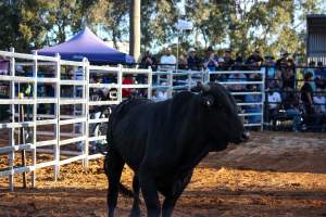 Bucking Bulls Australia Event - Bucking Bulls Australia event, run by Yass Rodeo. Activities such as Bull Riding and Trick Horse Riding occurred during this event. - Captured at Yass Show Society - Rodeo Arena, Yass NSW Australia.
