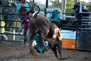 Bucking Bulls Australia Event - Bucking Bulls Australia event, run by Yass Rodeo. Activities such as Bull Riding and Trick Horse Riding occurred during this event. - Captured at Yass Show Society - Rodeo Arena, Yass NSW Australia.