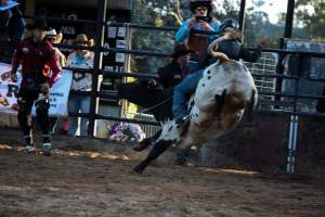 Bucking Bulls Australia Event - Bucking Bulls Australia event, run by Yass Rodeo. Activities such as Bull Riding and Trick Horse Riding occurred during this event. - Captured at Yass Show Society - Rodeo Arena, Yass NSW Australia.
