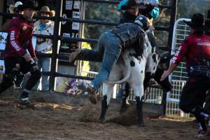 Bucking Bulls Australia Event - Bucking Bulls Australia event, run by Yass Rodeo. Activities such as Bull Riding and Trick Horse Riding occurred during this event. - Captured at Yass Show Society - Rodeo Arena, Yass NSW Australia.