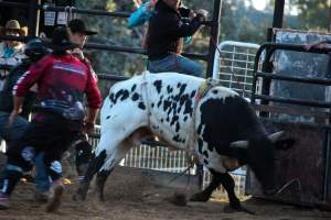 Bucking Bulls Australia Event - Bucking Bulls Australia event, run by Yass Rodeo. Activities such as Bull Riding and Trick Horse Riding occurred during this event. - Captured at Yass Show Society - Rodeo Arena, Yass NSW Australia.