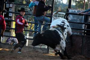 Bucking Bulls Australia Event - Bucking Bulls Australia event, run by Yass Rodeo. Activities such as Bull Riding and Trick Horse Riding occurred during this event. - Captured at Yass Show Society - Rodeo Arena, Yass NSW Australia.