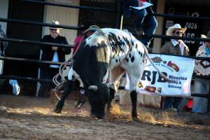 Bucking Bulls Australia Event - Bucking Bulls Australia event, run by Yass Rodeo. Activities such as Bull Riding and Trick Horse Riding occurred during this event. - Captured at Yass Show Society - Rodeo Arena, Yass NSW Australia.