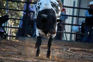 Bucking Bulls Australia Event - Bucking Bulls Australia event, run by Yass Rodeo. Activities such as Bull Riding and Trick Horse Riding occurred during this event. - Captured at Yass Show Society - Rodeo Arena, Yass NSW Australia.