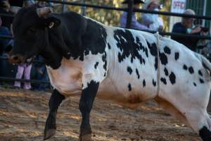 Bucking Bulls Australia Event - Bucking Bulls Australia event, run by Yass Rodeo. Activities such as Bull Riding and Trick Horse Riding occurred during this event. - Captured at Yass Show Society - Rodeo Arena, Yass NSW Australia.