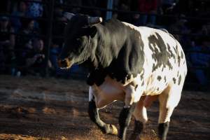 Bucking Bulls Australia Event - Bucking Bulls Australia event, run by Yass Rodeo. Activities such as Bull Riding and Trick Horse Riding occurred during this event. - Captured at Yass Show Society - Rodeo Arena, Yass NSW Australia.