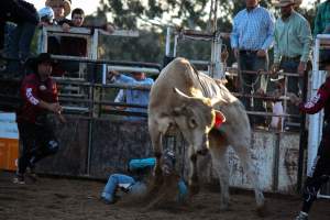 Bucking Bulls Australia Event - Bucking Bulls Australia event, run by Yass Rodeo. Activities such as Bull Riding and Trick Horse Riding occurred during this event. - Captured at Yass Show Society - Rodeo Arena, Yass NSW Australia.