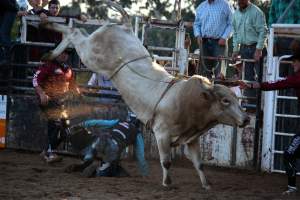 Bucking Bulls Australia Event - Bucking Bulls Australia event, run by Yass Rodeo. Activities such as Bull Riding and Trick Horse Riding occurred during this event. - Captured at Yass Show Society - Rodeo Arena, Yass NSW Australia.